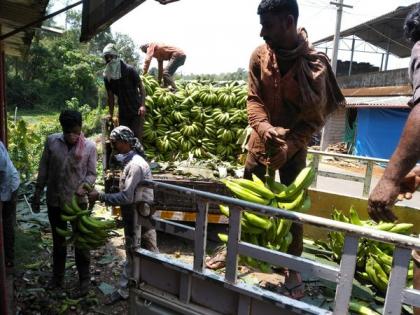 Kerala's Horticorp procures bananas from farmers amid lockdown | Kerala's Horticorp procures bananas from farmers amid lockdown