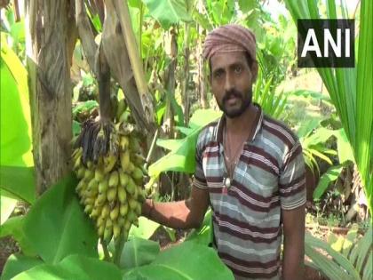 Buyers forcing us to sell produce at extremely low rates, K'taka banana farmers narrate lockdown woes | Buyers forcing us to sell produce at extremely low rates, K'taka banana farmers narrate lockdown woes