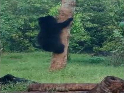 Sloth bear found in village in Andhra's Srikakulam district | Sloth bear found in village in Andhra's Srikakulam district