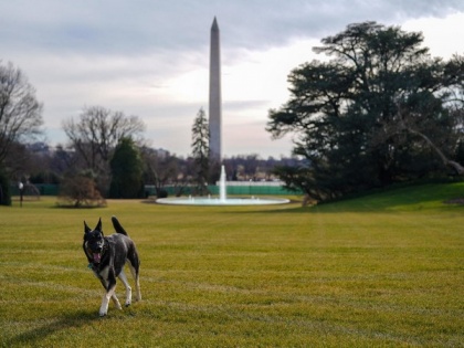 Dog days return to the White House as Bidens' dogs Major, Champ arrive | Dog days return to the White House as Bidens' dogs Major, Champ arrive