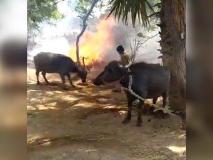 Telangana DGP lauds two cops who risked lives to rescue cattle from shed fire | Telangana DGP lauds two cops who risked lives to rescue cattle from shed fire