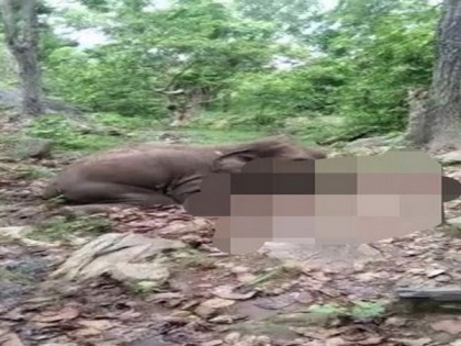 Elephant found dead in Odisha with bullet mark on body | Elephant found dead in Odisha with bullet mark on body