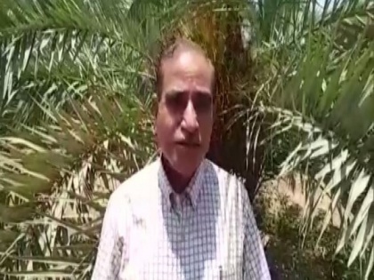 Scientists develop hybrid date-palm variety in Jodhpur | Scientists develop hybrid date-palm variety in Jodhpur