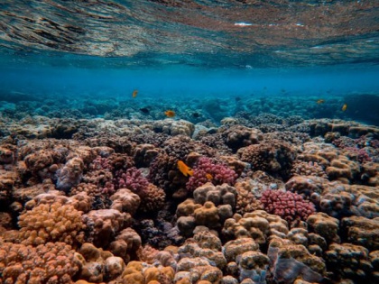 Study challenges dogma in conservation biology regarding coral reefs | Study challenges dogma in conservation biology regarding coral reefs