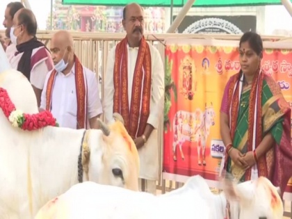 Cow worship performed at Andhra's Kanakdurga temple | Cow worship performed at Andhra's Kanakdurga temple