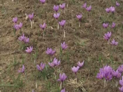 J-K: Timely rainfall, favourable weather boost saffron production | J-K: Timely rainfall, favourable weather boost saffron production