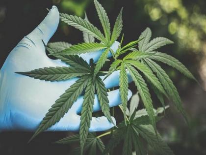 Influence of genetics on cannabis dependence in adolescent females: Study | Influence of genetics on cannabis dependence in adolescent females: Study