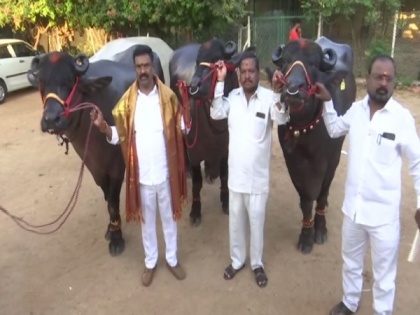 Hyderabad gears up for Sadar festival-a carnival of buffaloes | Hyderabad gears up for Sadar festival-a carnival of buffaloes