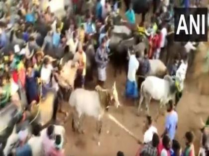 Man arrested for attacking bulls with stick during Jallikattu festival in Madurai | Man arrested for attacking bulls with stick during Jallikattu festival in Madurai