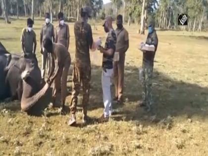 28 elephants undergo COVID-19 test in TN's Mudumalai reserve | 28 elephants undergo COVID-19 test in TN's Mudumalai reserve 28 elephants undergo COVID-19 test in TN's Mudumalai reserve | 28 elephants undergo COVID-19 test in TN's Mudumalai reserve