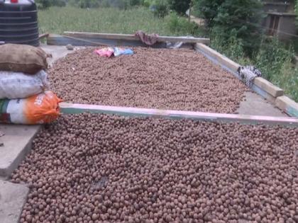 Bumper walnut crop grown with help of horticulture dept ready to hit market in J-K's Rajouri | Bumper walnut crop grown with help of horticulture dept ready to hit market in J-K's Rajouri