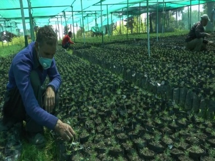 Thousands of plants grown at Budgam nursery under 'Green J-K drive' | Thousands of plants grown at Budgam nursery under 'Green J-K drive'