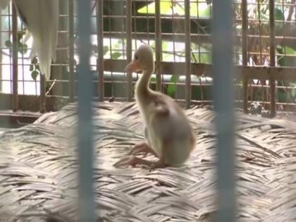 Lucknow Zoo welcomes new inmate, a baby Sarus crane | Lucknow Zoo welcomes new inmate, a baby Sarus crane