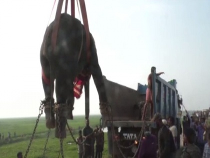 Elephant tranquilised, rescued by forest offficials in Odisha's Kendrarapa | Elephant tranquilised, rescued by forest offficials in Odisha's Kendrarapa