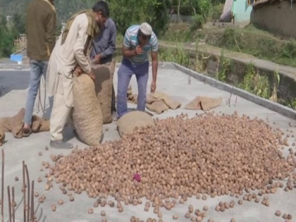 Changing agriculture trend in J-K's Rajouri: Farmers engage in walnut farming on large-scale | Changing agriculture trend in J-K's Rajouri: Farmers engage in walnut farming on large-scale