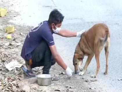 Good Samaritans feed dogs across different locations in Delhi amid lockdown | Good Samaritans feed dogs across different locations in Delhi amid lockdown