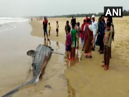 Whale shark washed ashore on Odisha's Sonapur coast dies | Whale shark washed ashore on Odisha's Sonapur coast dies Whale shark washed ashore on Odisha's Sonapur coast dies | Whale shark washed ashore on Odisha's Sonapur coast dies