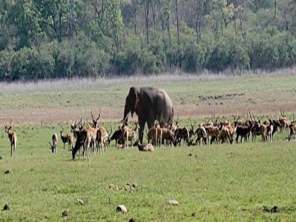 High alert in Jim Corbett park ahead of Diwali | High alert in Jim Corbett park ahead of Diwali High alert in Jim Corbett park ahead of Diwali | High alert in Jim Corbett park ahead of Diwali