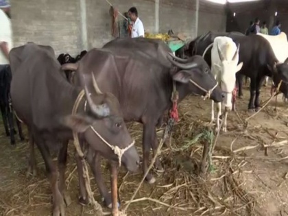 Maha govt conducts vaccination drive for cattle in flood-affected areas | Maha govt conducts vaccination drive for cattle in flood-affected areas