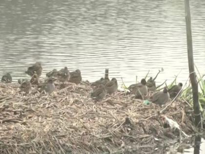 Authorities on alert at Okhla Bird Sanctuary, Dhanuri and Surajpur wetlands amid Bird Flu scare | Authorities on alert at Okhla Bird Sanctuary, Dhanuri and Surajpur wetlands amid Bird Flu scare Authorities on alert at Okhla Bird Sanctuary, Dhanuri and Surajpur wetlands amid Bird Flu scare | Authorities on alert at Okhla Bird Sanctuary, Dhanuri and Surajpur wetlands amid Bird Flu scare