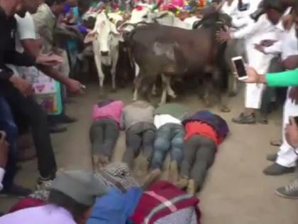 MP: Villagers allow hundreds of cows to run over them as Diwali ritual | MP: Villagers allow hundreds of cows to run over them as Diwali ritual