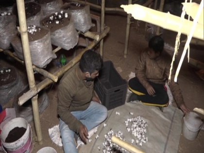 J-K: Udhampur engineer takes up mushroom farming after job loss due to Covid | J-K: Udhampur engineer takes up mushroom farming after job loss due to Covid