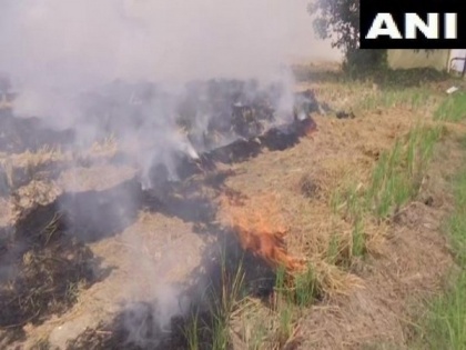Stubble burning continues in Amritsar despite ban | Stubble burning continues in Amritsar despite ban