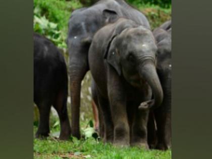 Elephant attacks 6 women in Nainital village, 1 sustains serious injuries | Elephant attacks 6 women in Nainital village, 1 sustains serious injuries