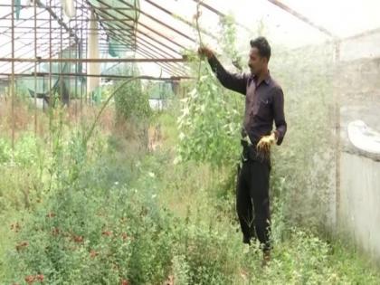 Uttarakhand floriculturists suffer heavy losses due to coronavirus lockdown and bad weather | Uttarakhand floriculturists suffer heavy losses due to coronavirus lockdown and bad weather