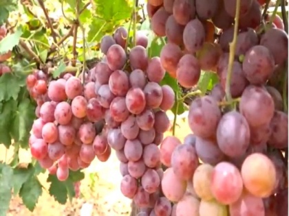 Farmers in Karnataka's Chickaballapura elated with high demand, good prices of grapes | Farmers in Karnataka's Chickaballapura elated with high demand, good prices of grapes