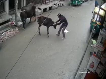 Delhi Police arrest man for thrashing calf | Delhi Police arrest man for thrashing calf
