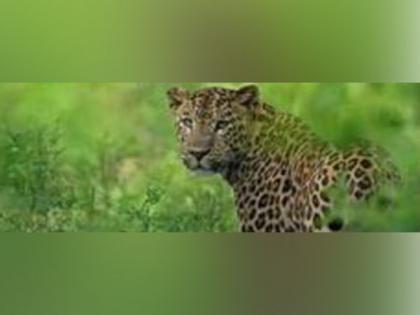 Three leopards spotted on camera trapping in Assam's Sila Reserve Forest | Three leopards spotted on camera trapping in Assam's Sila Reserve Forest