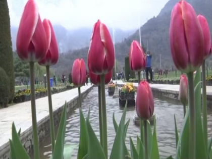 Day after PM Modi's tweet, Srinagar Tulip Garden gets overwhelming response from tourists | Day after PM Modi's tweet, Srinagar Tulip Garden gets overwhelming response from tourists