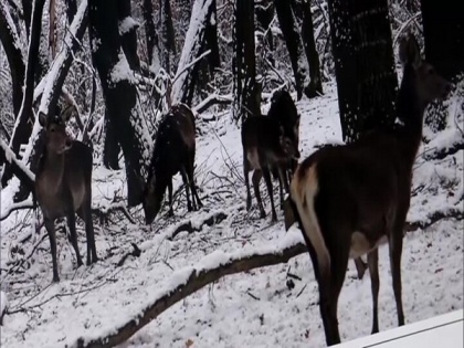Dachigam National Park authorities arrange food for Kashmiri stag following snowfall | Dachigam National Park authorities arrange food for Kashmiri stag following snowfall