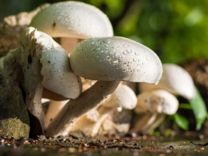 Here's how just a serving of mushrooms could make your meals more nutritious | Here's how just a serving of mushrooms could make your meals more nutritious