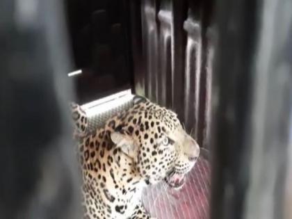 Leopard trapped in cage after it entered populated area in Maharashtra village | Leopard trapped in cage after it entered populated area in Maharashtra village