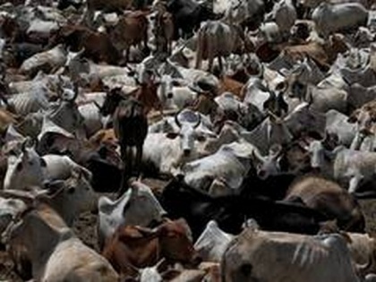 First arrest made under Karnataka Cattle Slaughter Prevention Law, two cases registered | First arrest made under Karnataka Cattle Slaughter Prevention Law, two cases registered