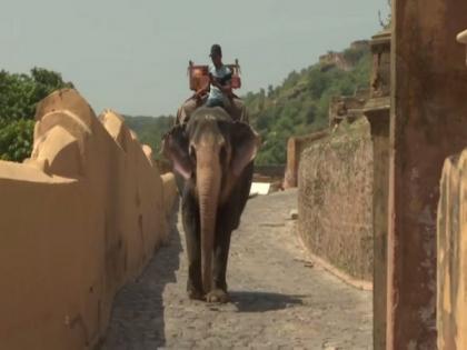 Elephant owners in Jaipur village face financial issues amid COVID; say mortgaged jewellery to feed tuskers | Elephant owners in Jaipur village face financial issues amid COVID; say mortgaged jewellery to feed tuskers