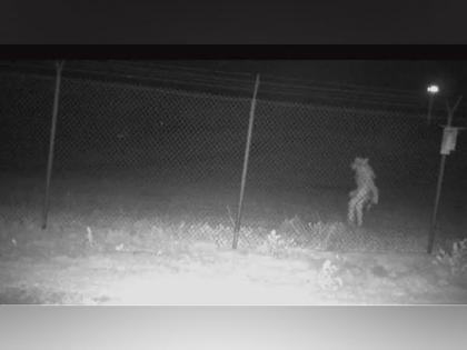 Chupacabra? Texas zoo authorities seek community help in identifying 'strange' creature captured on camera | Chupacabra? Texas zoo authorities seek community help in identifying 'strange' creature captured on camera