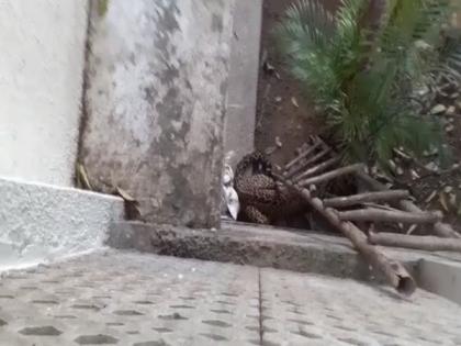 Leopard strays into Sector 5 house in Chandigarh | Leopard strays into Sector 5 house in Chandigarh