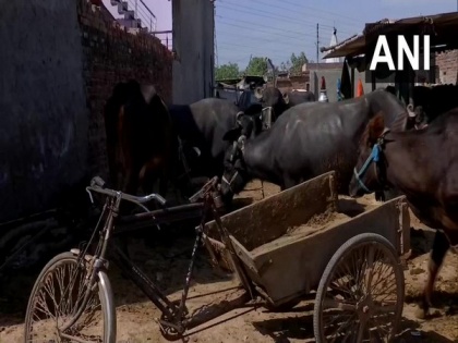 Amid lockdown, cattle owners in Chandigarh face difficulties as fodder price 'doubled' | Amid lockdown, cattle owners in Chandigarh face difficulties as fodder price 'doubled'