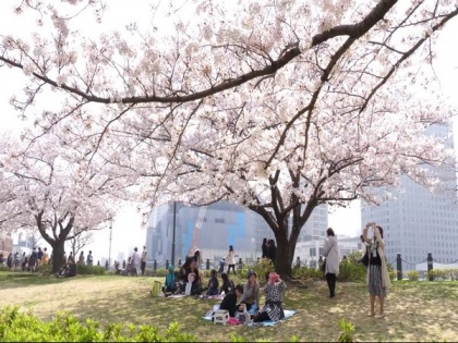 Japan begins the celebration of Cherry blossom season attracting many tourists in this period | Japan begins the celebration of Cherry blossom season attracting many tourists in this period