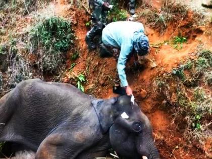 Elephant dies of mouth injury in Coimbatore | Elephant dies of mouth injury in Coimbatore Elephant dies of mouth injury in Coimbatore | Elephant dies of mouth injury in Coimbatore