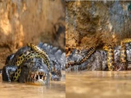 WATCH: Anaconda and Alligator Survival fight captured on cam; Internet guesses who won | WATCH: Anaconda and Alligator Survival fight captured on cam; Internet guesses who won
