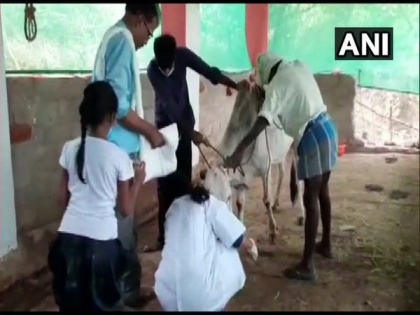 Cow gets injured after biting crude bomb in Andhra's Chittoor | Cow gets injured after biting crude bomb in Andhra's Chittoor