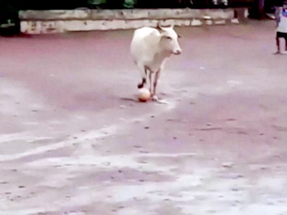 Video of cow playing football in Goa has left twitterverse in splits | Video of cow playing football in Goa has left twitterverse in splits