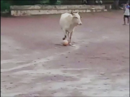 Video of cow playing football in Goa has left twitterverse in splits | Video of cow playing football in Goa has left twitterverse in splits