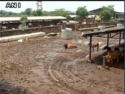 Cow-sheds to be made 'profitable entities' in MP | Cow-sheds to be made 'profitable entities' in MP Cow-sheds to be made 'profitable entities' in MP | Cow-sheds to be made 'profitable entities' in MP
