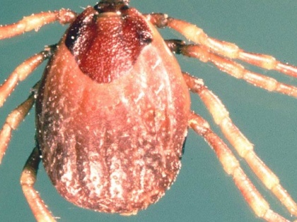 Climate change to spur spread of tick-borne ‘deadly virus’ in UK: Report | Climate change to spur spread of tick-borne ‘deadly virus’ in UK: Report