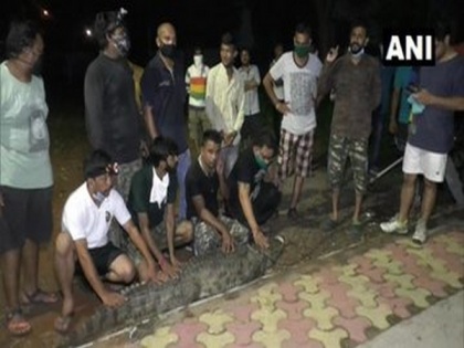 8-ft-long crocodile rescued from residential area in Gujarat's Vadodara | 8-ft-long crocodile rescued from residential area in Gujarat's Vadodara
